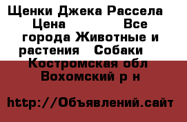 Щенки Джека Рассела › Цена ­ 10 000 - Все города Животные и растения » Собаки   . Костромская обл.,Вохомский р-н